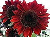 Sonnenblume - Red Sun - 20 Samen