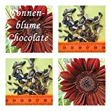Sonnenblumen- 30 Samen der Sorte chocolate -Höhe : bis zu 2,00 m !!!
