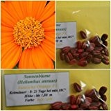 Sonnenblumen 30 Samen der Sorte Sunriche orange F1 : bis zu 1,80 m !!!