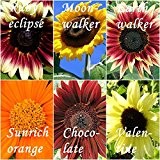 Sonnenblumen Mix - 6 Arten - je 10 Samen - Höhe : bis zu 3,50 m - sortenrein verpackt !!