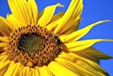 Sonnenblumenkerne gestreift 25kg X 1 Stk./Einheiten