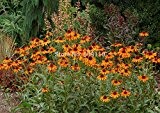 Sonnenhut Echinacea Samen Schmetterling Cleopatra Samen gelbe Blume Hausgarten-Blumen Pflanzen