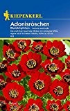 Sonstige Sommerblumen: Blutströpfchen/Adonisröschen, Adonis aestivalis - 1 Portion