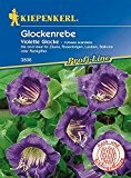 Sonstige Sommerblumen: Glockenrebe 'Violette Glocke', Cobaea scandens - 1 Portion