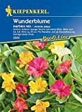Sonstige Sommerblumen: Wunderblume 'Marbles-Mix', Mirabilis jalapa - 1 Portion