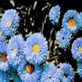 Spanisches Gänseblümchen 50 Samen, Blütenmeer, Erigeron ''Fairy Azure" Schöne, himmelblauen Blüten