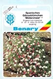 Spanisches Gänseblümchen, Blütenmeer, Erigeron karvinskianus, ca. 100 Samen