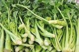 Spargelbrokkoli 'Cima di Rapa' Broccoletti - 50 Samen