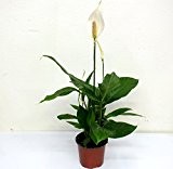Spathiphyllum 60 cm +/- Einblatt