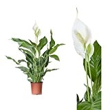 Spathiphyllum / Friedenslilie - 50 cm +/- Scheidenblatt, Blattfahne, Einblatt, tropische zimmerpflanze, Aronstabgewächse (Araceae), raumluftreinigend, dekorativ, edel, effektiver Frischluftfilter