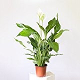 Spathiphyllum / Friedenslilie - 60 cm +/- Scheidenblatt, Blattfahne, Einblatt, tropische zimmerpflanze, Aronstabgewächse (Araceae), raumluftreinigend, dekorativ, edel, effektiver Frischluftfilter