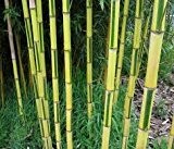 Spectabilis Bambus Heckenbambus - Phyllostachys aureosulcata Spectablis - verschiedene Größen (170+cm - Topf 5 Ltr.)