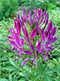Spinnenblume Violet Queen - Cleome hassleriana - Blume - 100 Samen