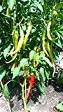 Spiral Chili 10 Samen - Frühreife Lange Chili mit hohem Ertrag -