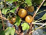 Stachelbeere 'Hinnonmäki Gelb' - Ribes uva-crispa 'Hinnonmäki Gelb'