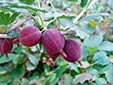 Stachelbeere 'Hinnonmäki Rot' - Ribes uva-crispa 'Hinnonmäki Rot'