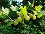 Stachelbeere 'Mucurines' - Ribes uva-crispa 'Mucurines'