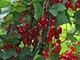 Stämmchen Rote Johannisbeere 'Detvan' - Ribes rubrum 'Detvan' - Obstgehölz