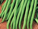 Stangenbohne - Fasold - ertragreich - grüne Schoten, schwarze Bohnen (50 Samen)