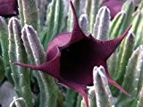 Stapelia leendertziae - Seestern Kaktus - 10 Samen