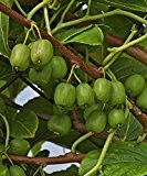 Starkl Kiwi 'Viti-Kiwi' selbstfruchtend, 1 Stk, Actinidia arguta 'Viti-Kiwi'