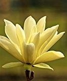 Starkl Magnolie 'Gold Star', 1 Stk, Magnolia stellata 'Gold Star'