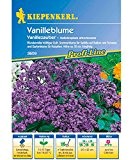 Starkl Vanilleblume 'Vanillezauber', 5,2 g, Heliotropium arborescens 'Vanillezauber'