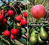 Starter Set Obstbäume, bestehend aus je 1 Pflanze: Apfel Cox Orange, Birne Conference, Kirsche Schneiders Späte®, Busch