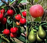 Starter Set Obstbäume, bestehend aus je 1 Pflanze: Apfel Cox Orange, Birne Conference©, Kirsche Schneiders Späte, Busch