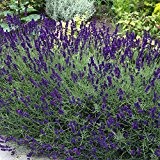 Staude Lavendel, 12 Pflanzen im 7cm Topf