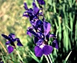 Staudenkulturen Wauschkuhn Iris sibirica 'Caesars Brother' - Schwertlilie - Staude im 11cm Topf