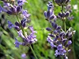 Staudenkulturen Wauschkuhn Lavandula angustifolia 'Dwarf Blue' - Lavendel - Staude im 9cm Topf