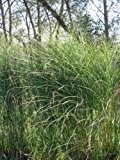 Staudenkulturen Wauschkuhn Miscanthus sinensis 'Gracillimus' - Chinaschilf - Gras im 11cm Topf