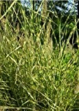 Staudenkulturen Wauschkuhn Miscanthus sinensis 'Strictus' - Stachelschweingras - Gras im 11cm Topf