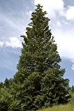 Stech-Fichte (Picea pungens) 30 Samen (Winterhart) auch Blaufichte genannt -Schöner Weihnachtsbaum-