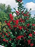 Stechpalme Heckenfee - Ilex meservae - immergrün weiblich rote Früchte schnittverträglich 40-50cm - Befruchter ist Heckenstar - Hecken-Pflanze vom Testsieger ...