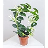 Stephanotis ,Kranzschlinge ,Madagaskar-Jasmin 45cm +/-, Zimmerpflanze