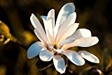 Stern-Magnolie, Magnolia, weiße Blüte, Höhe: 120 cm