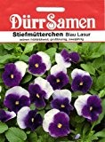 Stiefmütterchen Blau Lasur (Viola wittrockiana) von Dürr-Samen
