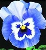 Stiefmütterchen Joker hellblau F2 Hybride Viola wittrockiana 25 Samen (Viola Joker Light Blue)