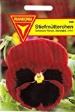Stiefmütterchen, Viola wittrockiana, ca. 60 Samen
