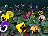 Stiefmütterchen, Viola wittrockiana F1 Hyb Großblumig, 12 bunte Veilchen Pflanzen