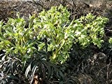 Stinkende Nieswurz Helleborus foetidus Pflanze 30cm Staude winterhart immergrün