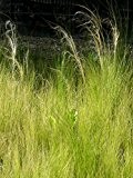 Stipa tenuissima - Zartes Federgras, 24 Pflanzen