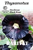 Stockrose Black Rose 25 Samen
