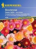 Stockrose Happy Lights