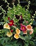 Stockrosen - Alcea rosea - Malve - Hollyhock Ficifolia Mix - 15 Samen