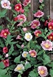 Stockrosen - Alcea rosea - Malve - Hollyhock Indian Spring - 15 Samen