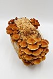 Stockschwämmchen Pilzzuchtkultur - Pilze selber züchten, zu 100% BIO