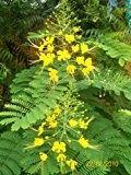 Stolz von Barbados / Pfauenstrauch - 10 Samen - Caesalpinia lutea blühende Exoten